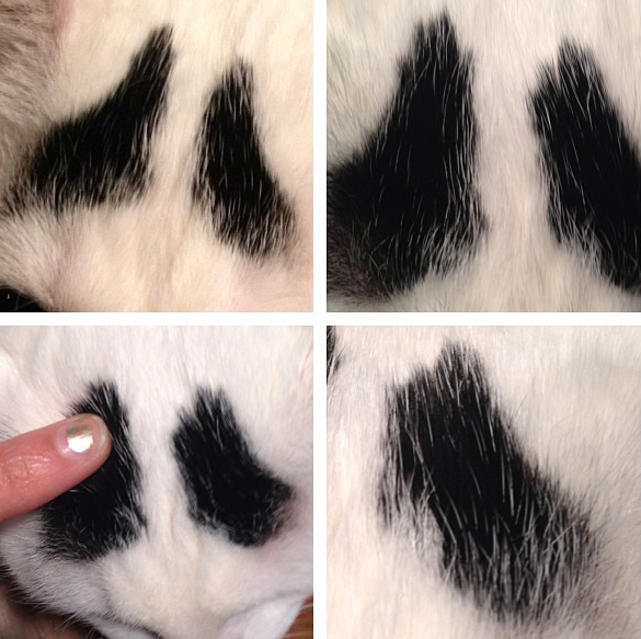 Internet, instagram, reddit, Katt
